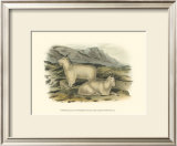 Rocky Mountain Goat Print by John James Audubon