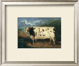 Craven Heifer Print by J. Whessell
