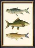 Antique Fish I Prints by Ernest Briggs