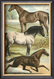 Horse Breeds I Posters by Henry J. Johnson