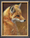 Curious: Red Fox Art by Joni Johnson-godsy