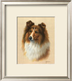 Sheltie Posters by Judy Gibson