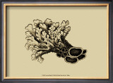 Coral on Khaki II Prints by J. Wilkes