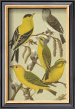 Petite Songbirds III Posters by Cassel 