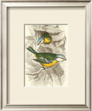 Blue Titmouse Prints by Sir William Jardine
