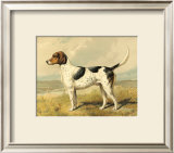 Fox Hound Print by Vero Shaw