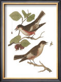 Antique Bird Pair I Prints by James Bolton