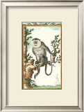 Monkey, Mona Prints by Thomas Bell