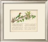 Bee Bird Verse Prints by Nathaniel Tweet