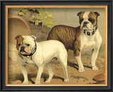 Bull Dogs Prints by Vero Shaw