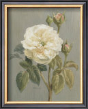 Heirloom White Rose Prints by Danhui Nai