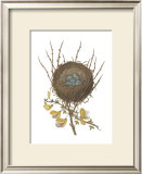 Antique Bird's Nest II Print by James Bolton