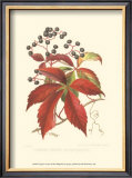 Virginian Creeper Posters by Sprague 