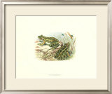 Pair of Frogs I Poster by J. W. Wood