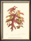 Scarlet Oak Posters by Sprague 