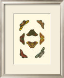 Cramer Butterfly Study IV Posters by Pieter Cramer