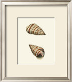 Ribband Bulla Shells Prints by George Shaw