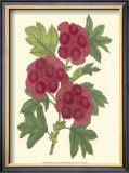 Bountiful Garden II Print
