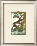 Monkey, Magot No. 360 Posters by Thomas Bell