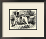 English Setter Posters
