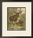 Small Moose Prints by Friedrich Specht