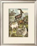 Goats Prints by Henry J. Johnson