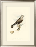 Meyer's Hawk II Posters by Meyer 