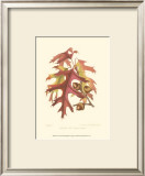 Scarlet Oak Posters by Sprague 