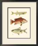 Antique Fish II Prints by Ernest Briggs