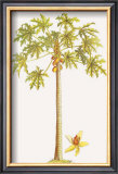 Papaya Tree Posters by Georg Dionysius Ehret