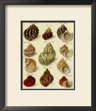 Conchylien Cabinet IV Posters by W. Martini