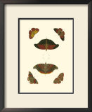 Cramer Butterfly Study III Poster by Pieter Cramer