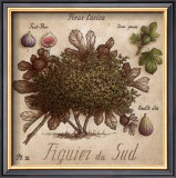 Figuier du Sud Posters by Vincent Perriol