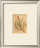 Vintage Herbs, Thyme Posters by Constance Lael