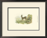 Petite Row Deer Art by W.h. Lizars