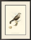 Meyer's Hawk II Prints by Meyer 