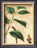 Black Pepper Prints by Walter H. Fitch
