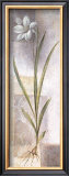 Lilium Posters by Vivien White