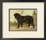 Mastiff Prints by Vero Shaw