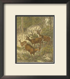 Small Roe Deer Prints by Friedrich Specht