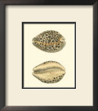 Leopard Cowry Shells Posters by George Shaw