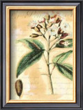 Clove Posters by Walter H. Fitch