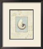 Soothing Words Shells II Print by Lisa Audit