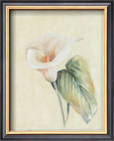Calla Lily II Prints by Paul Hargittai