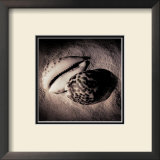 Cowrie Poster by Laurel Wade