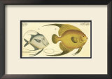 Silver Fish Prints by Marcus Elieser Bloch