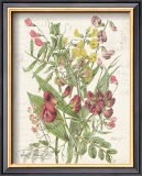 April Sweet Pea Poster by Katie Pertiet