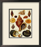 Conchylien Cabinet III Print by W. Martini