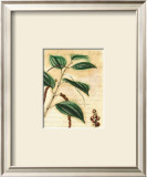 Black Pepper Prints by Walter H. Fitch