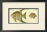 Pen Fish Prints by Marcus Elieser Bloch
